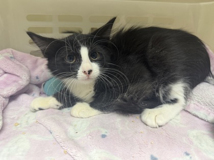 96722A FEATHER-PETSMART JAMES ISLAND - Domestic Medium Hair / Mix available for adoption
