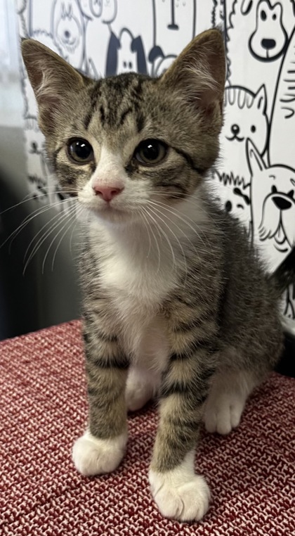 04555B DORIAN GREY - SUMMERVILLE PETSMART