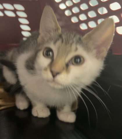 00066B Nugget photo