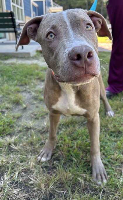07761B HEFTY SMURF - American Staffordshire Terrier / Mix available for adoption