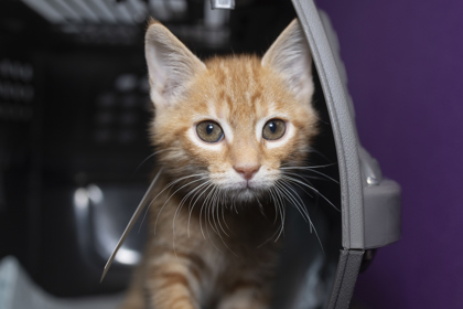 07622B MICK - Domestic Shorthair / Mix available for adoption