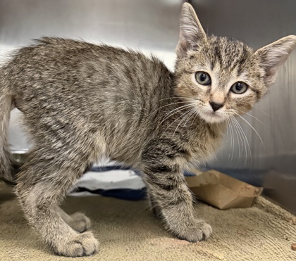 07669B MESSI - Domestic Shorthair / Mix available for adoption