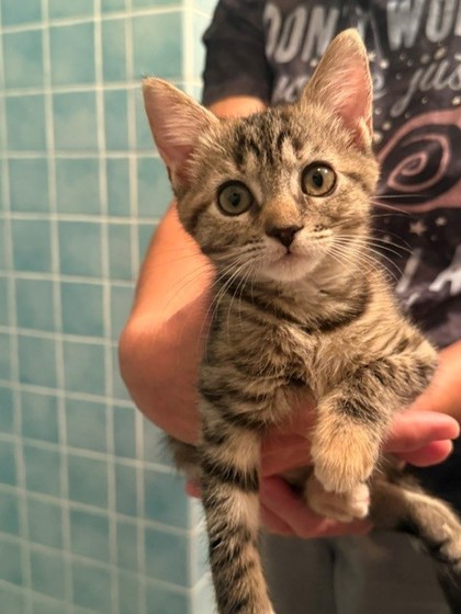 94459A BIJOU- PETSMART WEST ASHLEY - Domestic Shorthair / Mix available for adoption