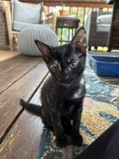 07288B ELIZABETH SWANN - Domestic Shorthair / Mix available for adoption