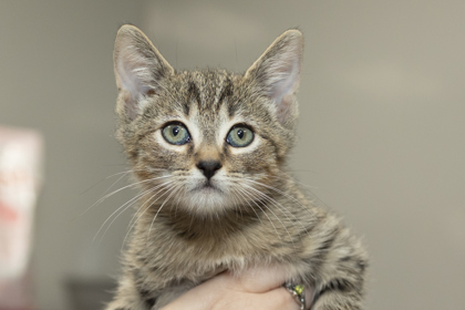 07669B MESSI - Domestic Shorthair / Mix available for adoption