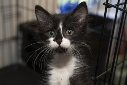 07877B REX - Domestic Shorthair / Mix available for adoption