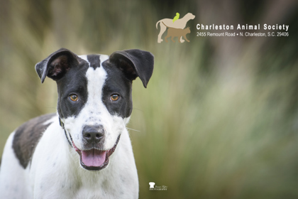 96672A PEPPER - Terrier / Mix for adoption in Charleston
