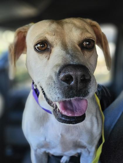 54782A Niki - Adoption Ambassador photo