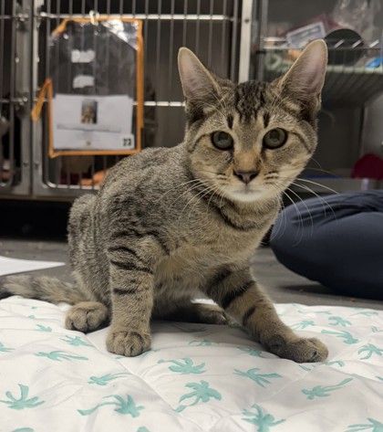 Nick - Pet Supplies Plus - Goose Creek photo