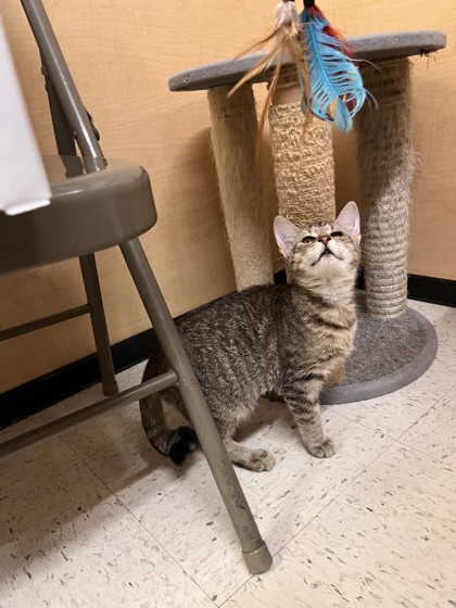 07487B BROWSER - PETSMART SUMMERVILLE - Domestic Shorthair / Mix available for adoption