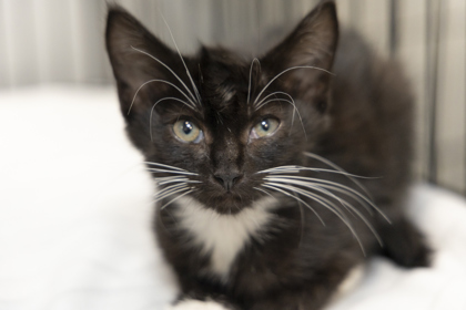 04367B Beckham photo