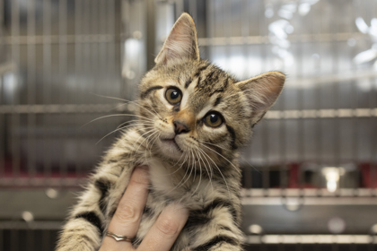 07198B CHURRO - Domestic Shorthair / Mix available for adoption