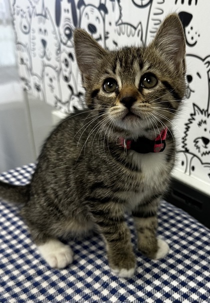 07202B MOCHI - Domestic Shorthair / Mix available for adoption