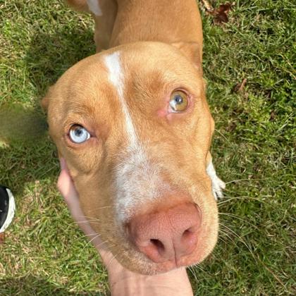 07391B JOCKO - Terrier / Mix available for adoption