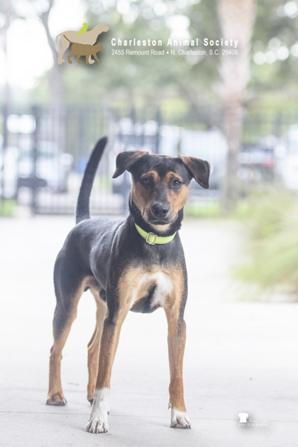 06989B CORN COB - Hound / Mix available for adoption