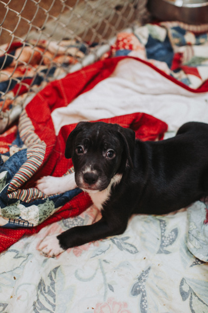 07251B TEDDY - Hound / Mix available for adoption