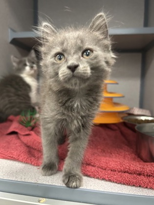 07409B MERRIWEATHER - Domestic Medium Hair / Mix available for adoption