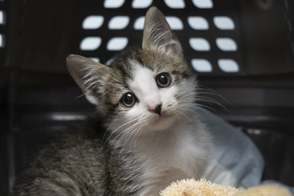08755B TINY - Domestic Shorthair / Mix available for adoption
