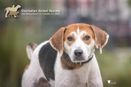 96623A RANCH - American Foxhound / Mix available for adoption