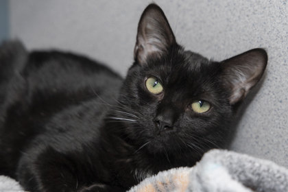 07370B MARY GRACE - Domestic Shorthair / Mix available for adoption