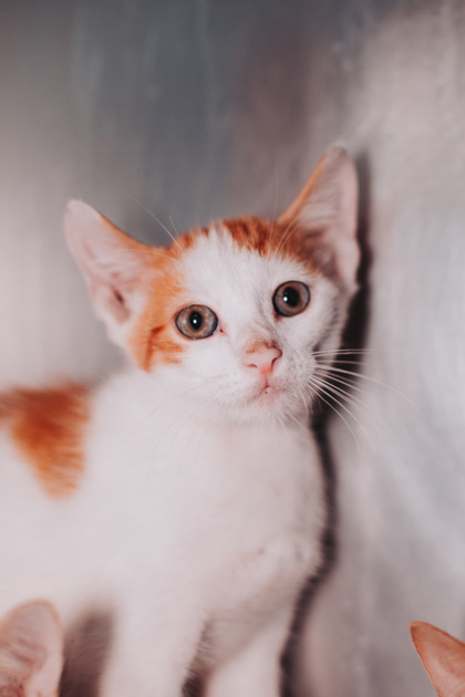 95307A BEANS & RICE-PETSMART WEST ASHLEY - Domestic Shorthair / Mix for adoption in Mount Pleasant
