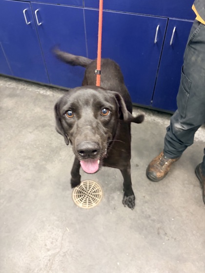 07768B NELLY - Labrador Retriever / Mix available for adoption