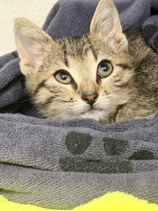 07643B RIDDLE - Domestic Shorthair / Mix available for adoption