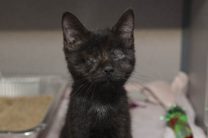 05495B VALOR - Domestic Shorthair / Mix available for adoption