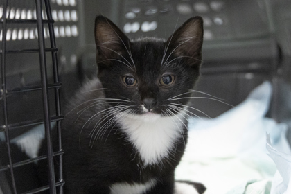 08804B TAK- PETCO NORTH CHARLESTON - Domestic Shorthair / Mix available for adoption