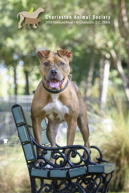 95613A RALPH - American Staffordshire Terrier / Mix for adoption in Charleston