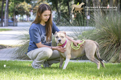 96161A FAUNA - American Staffordshire Terrier / Mix available for adoption