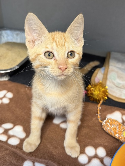 07790B SPOOKY- PETSMART NORTH CHARLESTON - Domestic Shorthair / Mix available for adoption