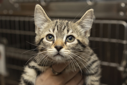 07202B MOCHI - Domestic Shorthair / Mix available for adoption
