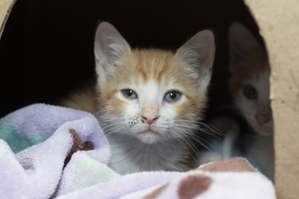 08725B CANDY CORN - Domestic Shorthair / Mix available for adoption