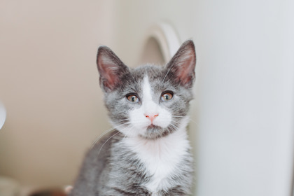 95257A JONATHAN - Domestic Shorthair / Mix available for adoption