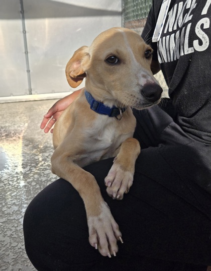 08562B BISCUIT - Hound / Mix available for adoption