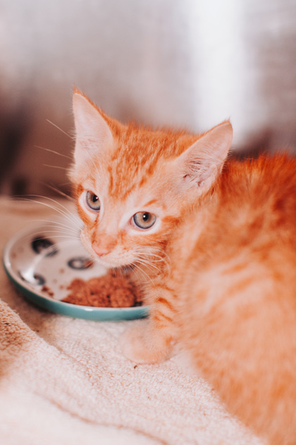 96315A RED THUNDER - Domestic Shorthair / Mix available for adoption
