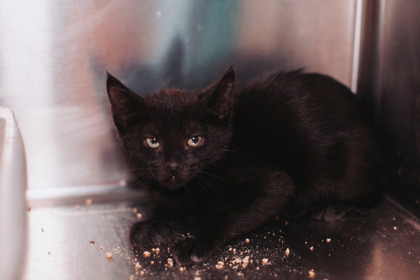 96206A STELLA - Domestic Shorthair / Mix available for adoption