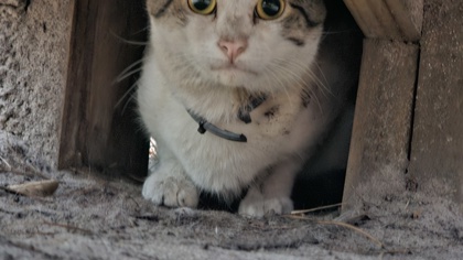 83382a Charlie