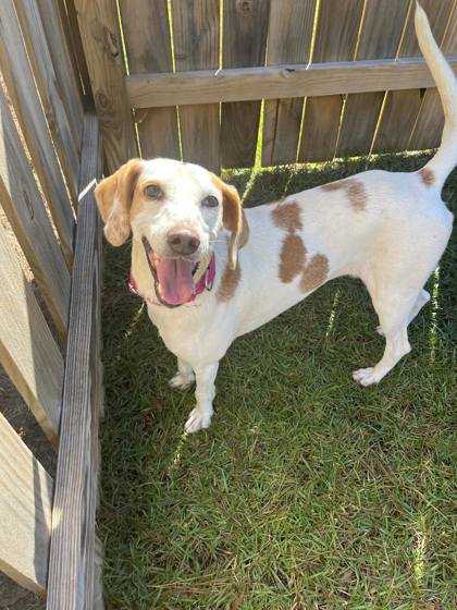 01806b Rhona - Adoption Ambassador photo