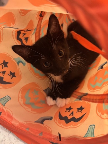 07700B BLACK JACK PETSMART SUMMERVILLE - Domestic Shorthair / Mix available for adoption
