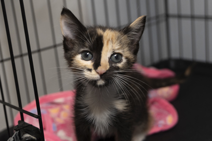 07876B MAPLE - Domestic Shorthair / Mix available for adoption