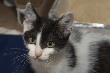 08709B SALLY MAE - Domestic Shorthair / Mix available for adoption