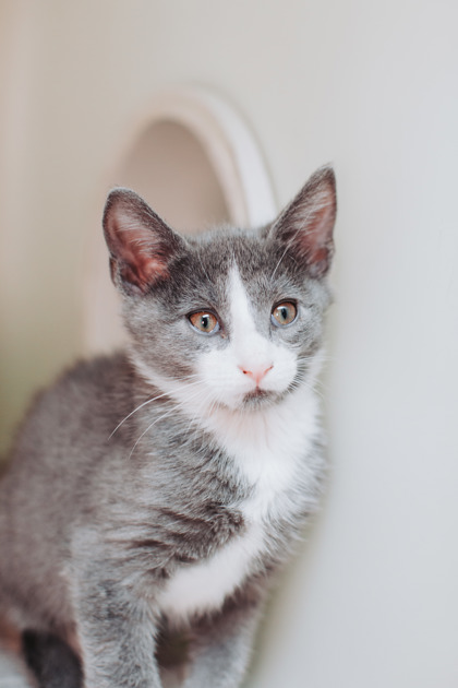 95257A JONATHAN - Domestic Shorthair / Mix available for adoption