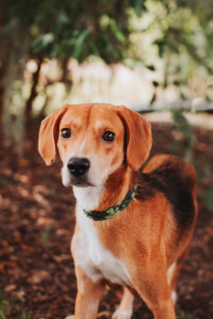 07248B LINDA - Hound / Mix available for adoption