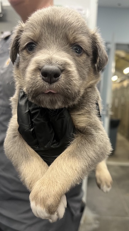 07719B Mars Adoption Ambassador