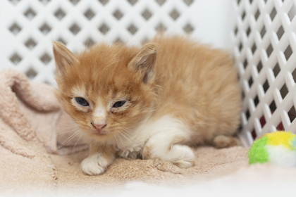 07611B DEWEY- PETSMART JAMES ISLAND - Domestic Shorthair / Mix available for adoption
