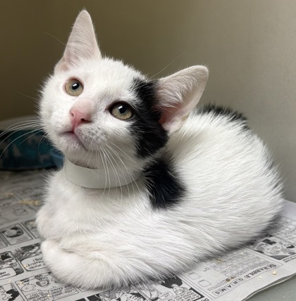 93458A MOUSE - Domestic Shorthair / Mix available for adoption