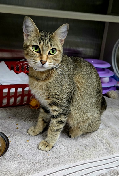 96060A CINNAMON- PETSMART MT. PLEASANT - Domestic Shorthair / Mix available for adoption