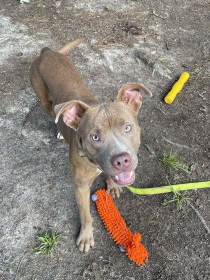 08521B CHEERIO - American Pit Bull Terrier / Mix available for adoption